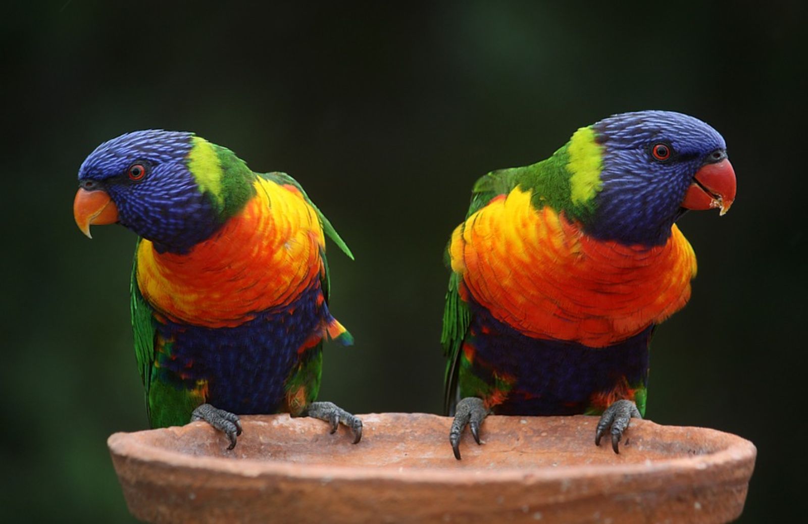 Come individuare il sesso dei pappagalli?