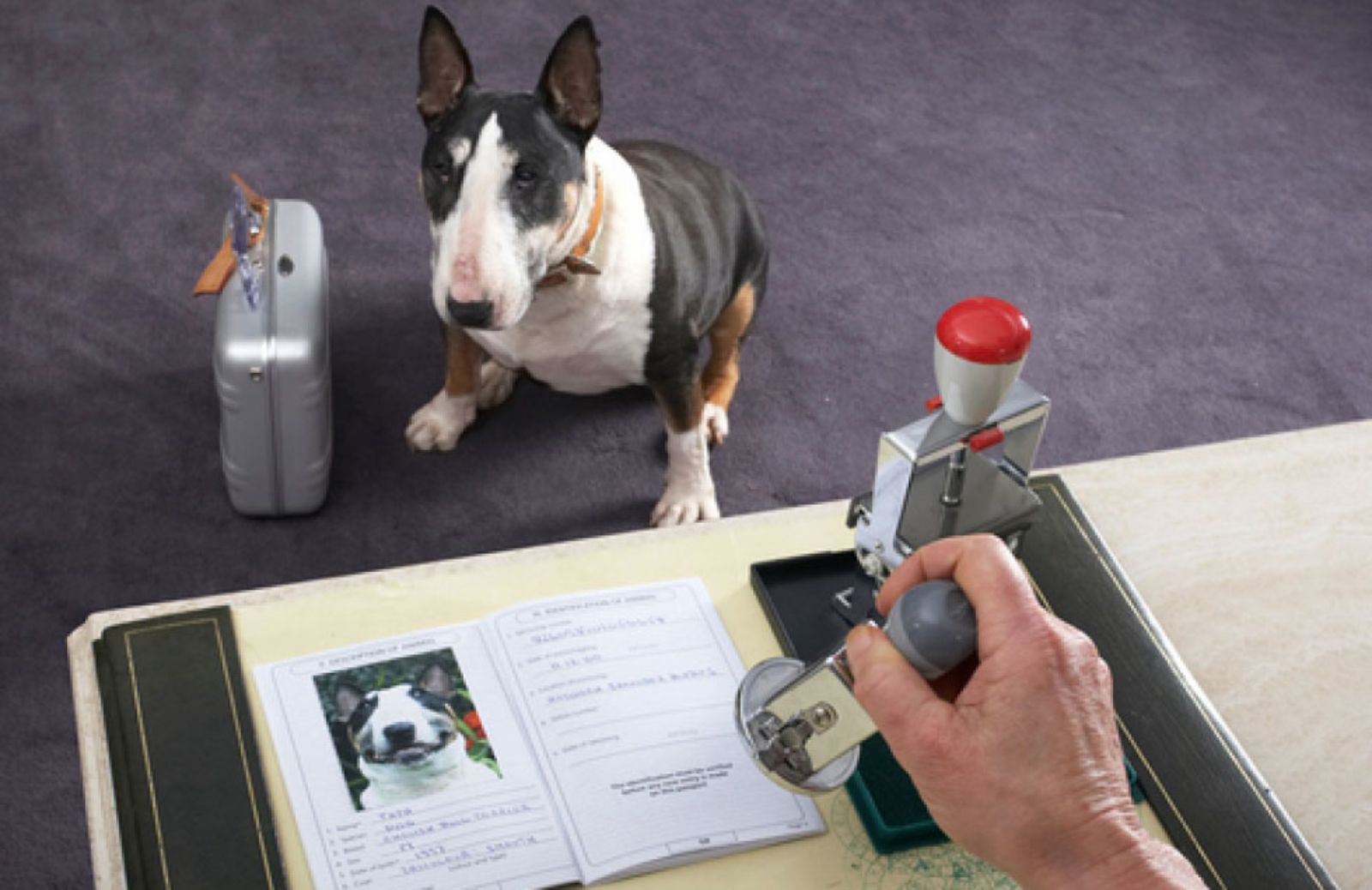 Come si ottiene il passaporto canino?