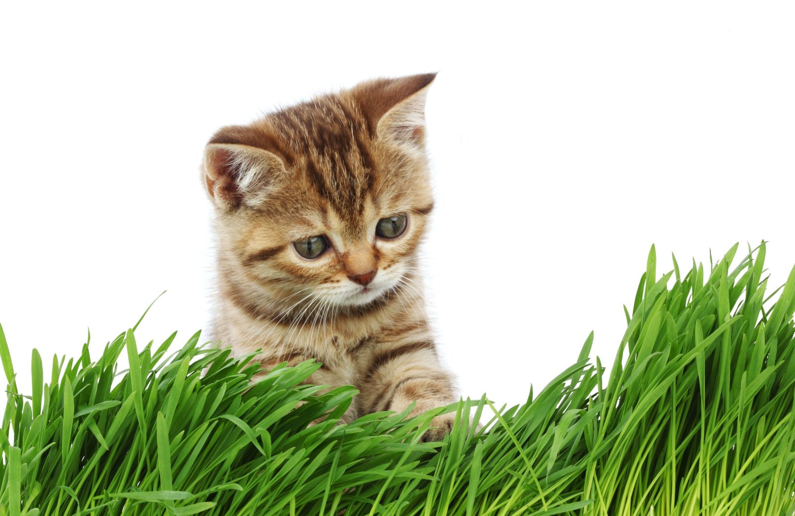 Cos'è l'erba gatta?