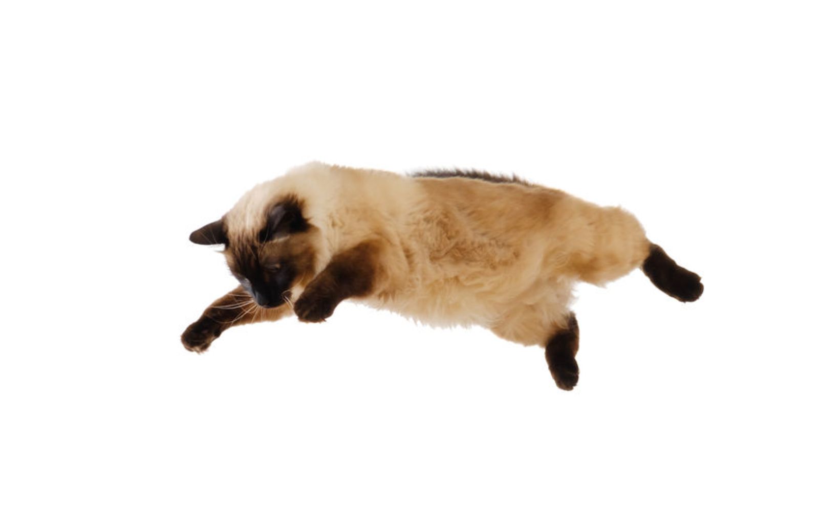 Cos'è la sindrome del gatto volante?