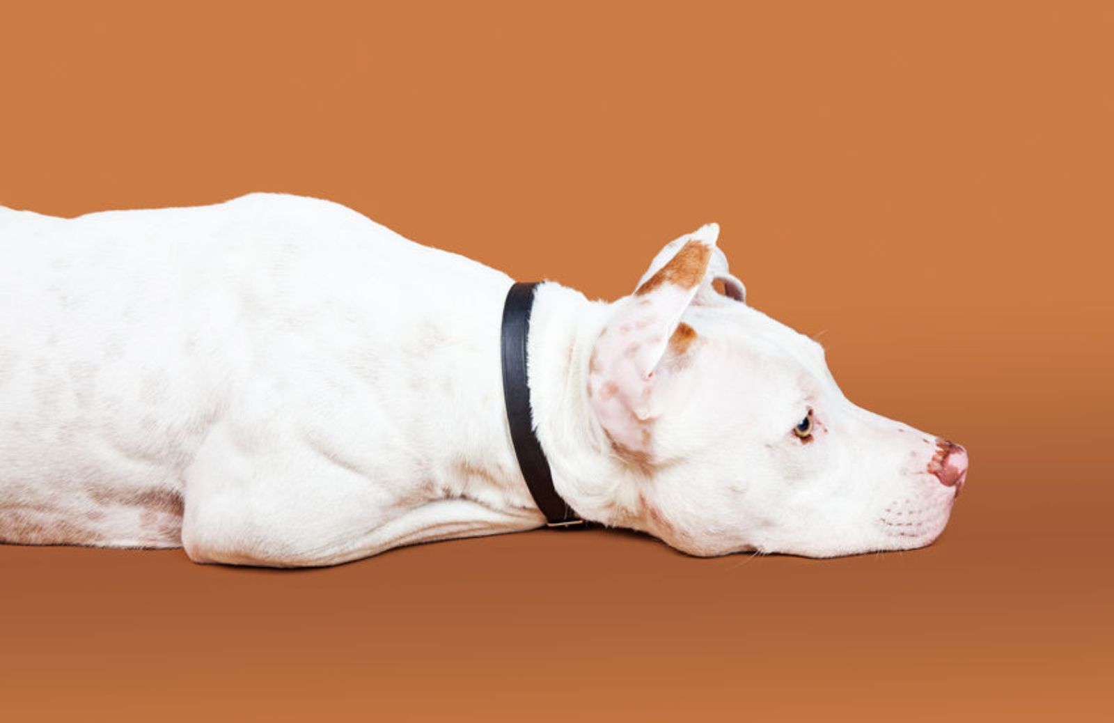 Cos'è la sindrome di shaker nei cani?