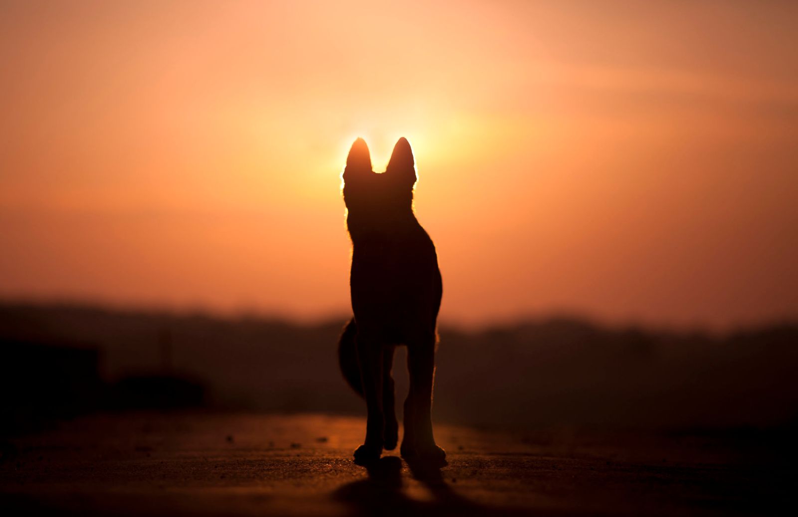 Cosa fare quando il proprio cane muore?