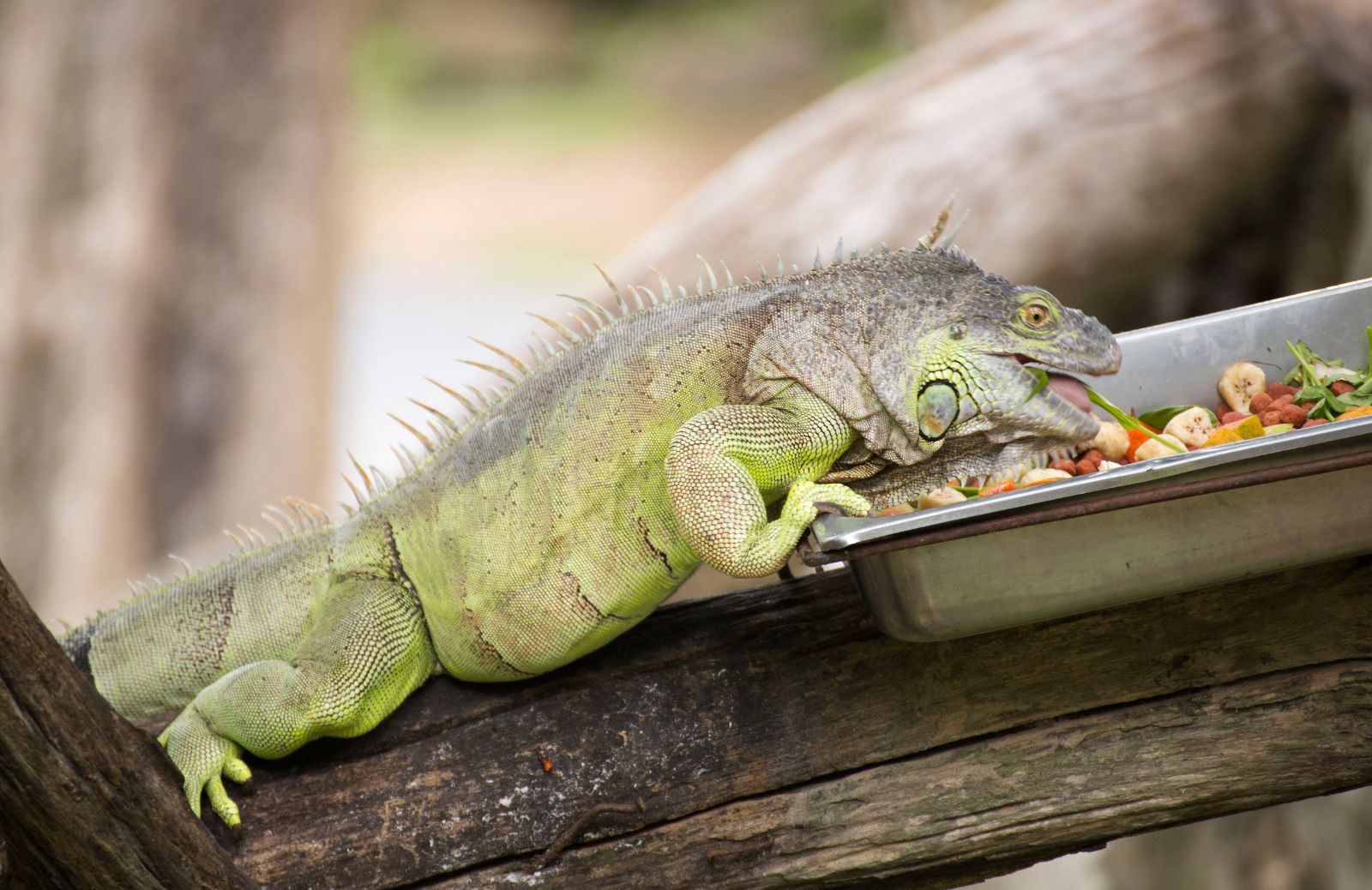 Cosa mangia un’iguana?