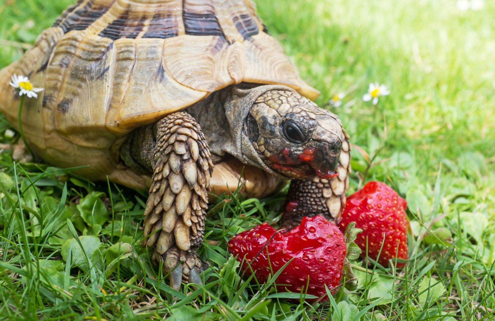 Cosa mangia una tartaruga da terra?