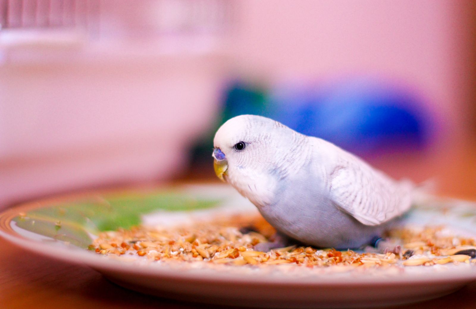 Cosa mangiano i pappagallini?