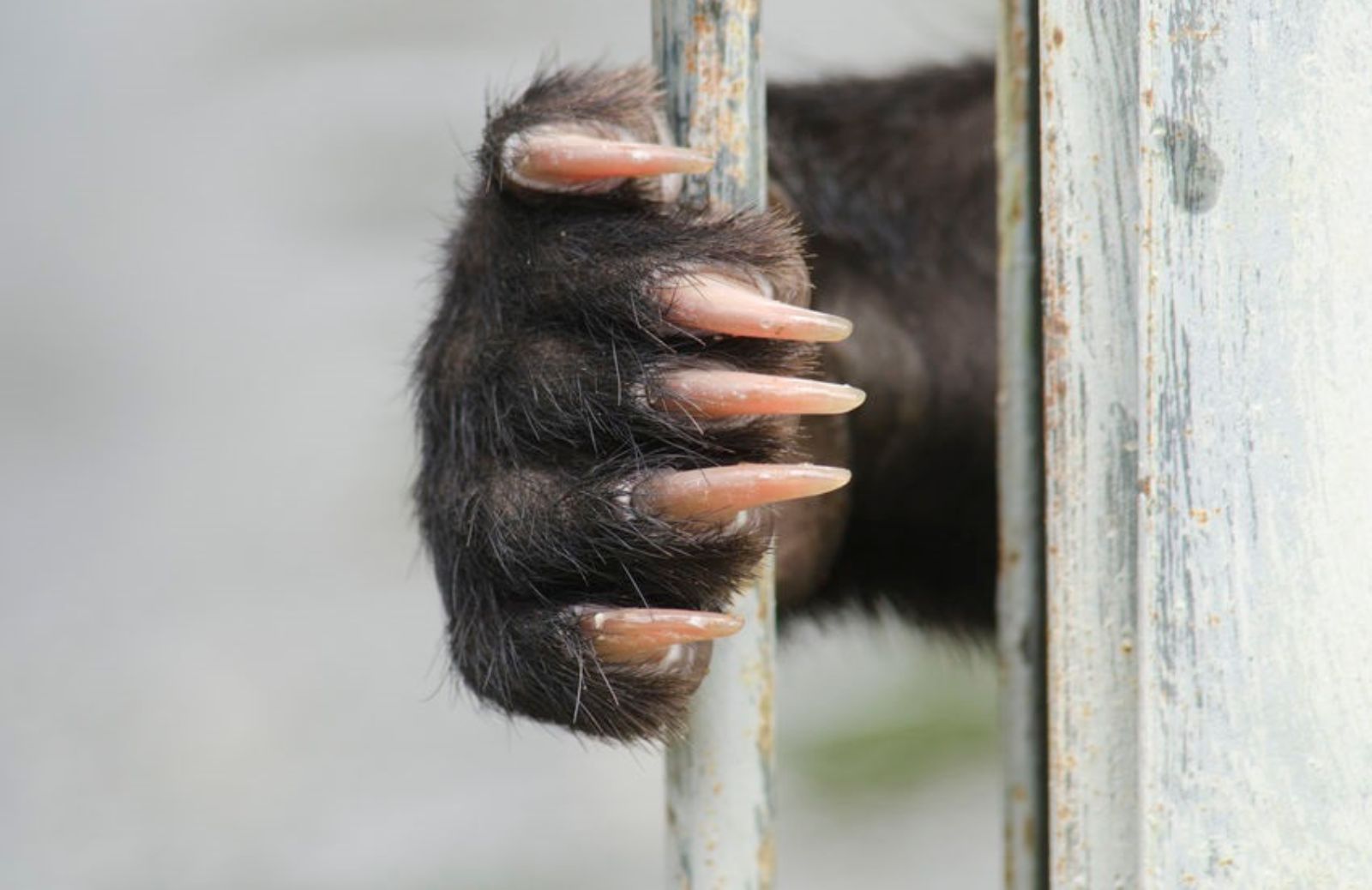 Cosa sono le fattorie della bile?