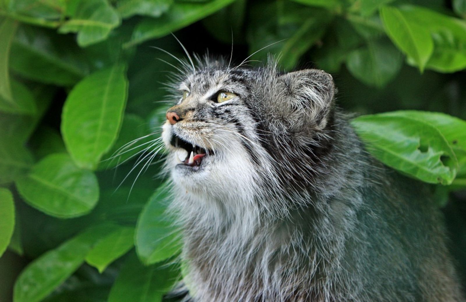 Dove vive il gatto di Pallas?