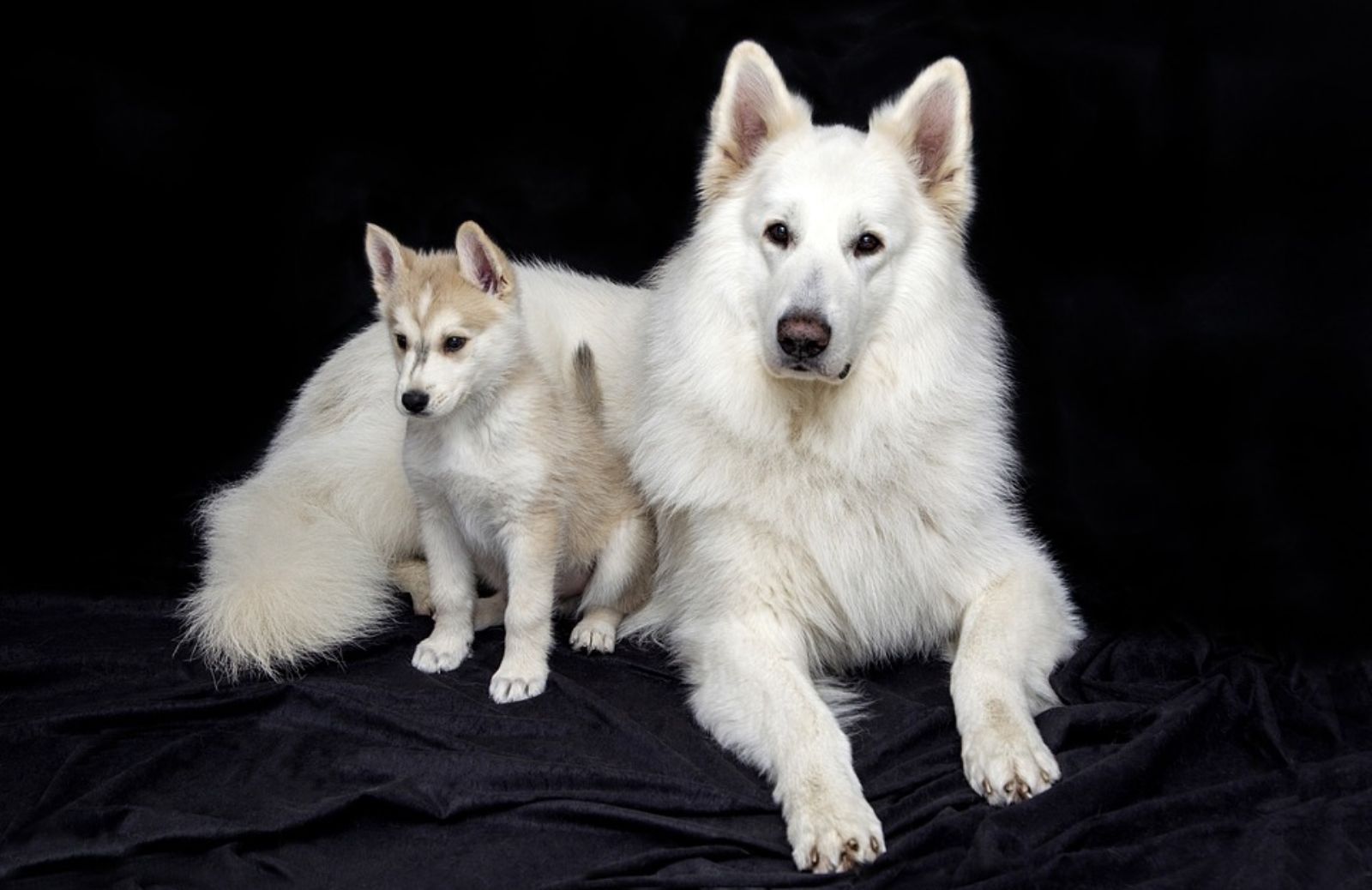 Feromoni e cani: cosa sono e quando usarli?