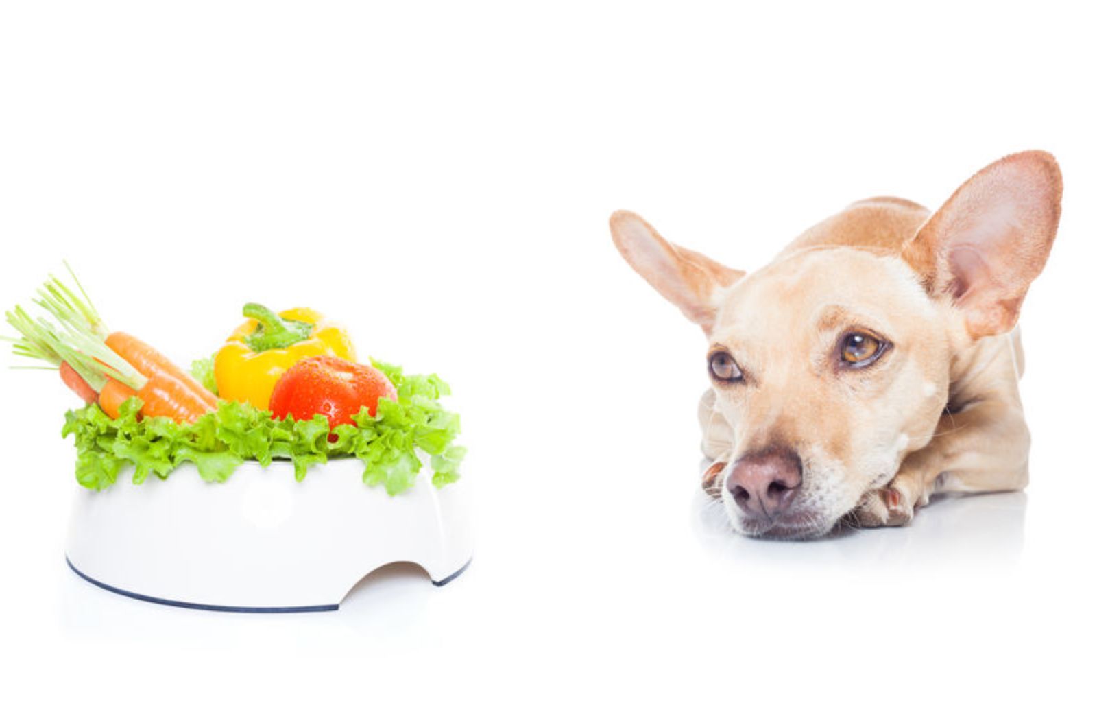 I cani possono seguire una dieta vegana?