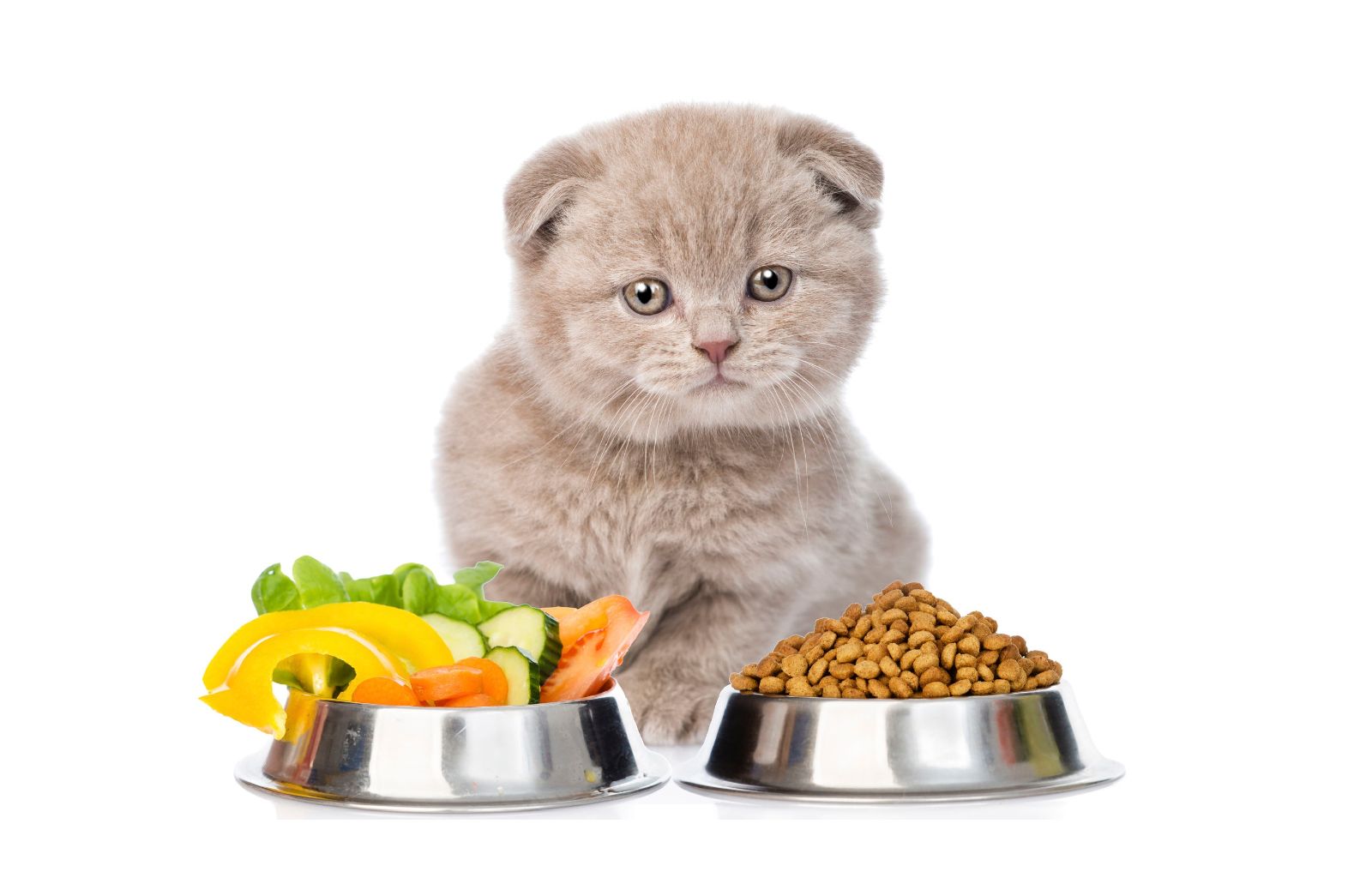 I gatti possono seguire una dieta vegana?
