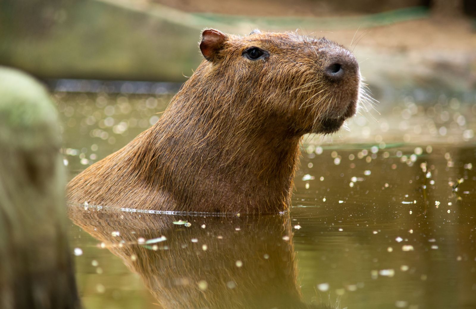 Il capibara: è possibile adottarne uno come animale domestico?