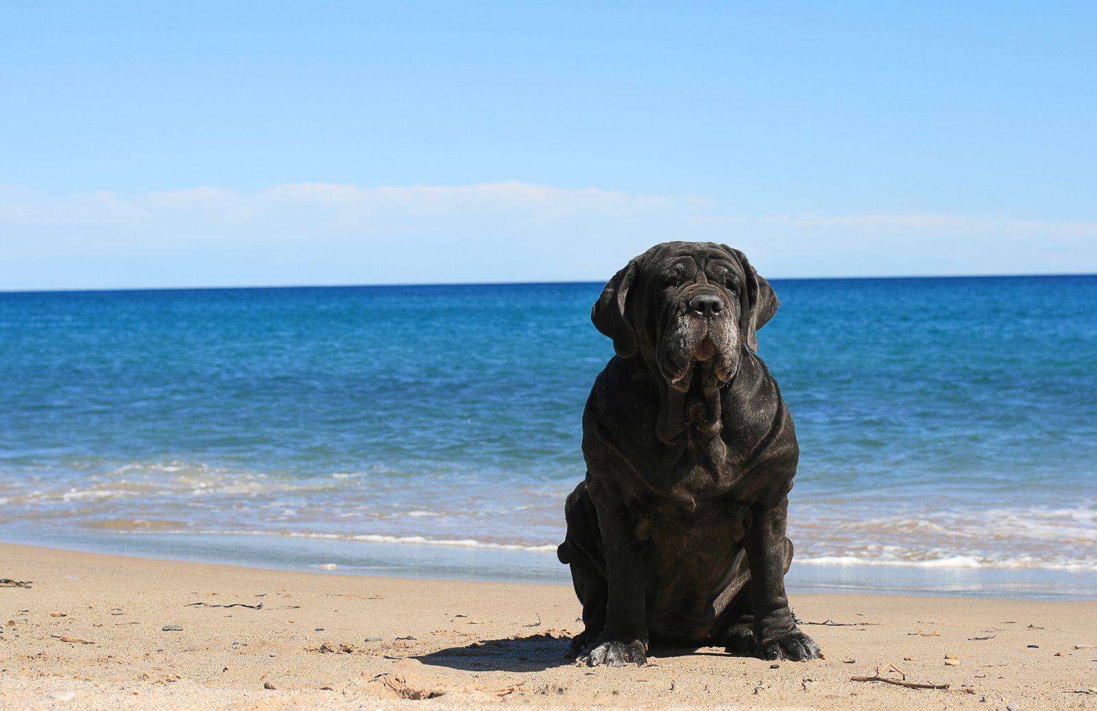 Mastino napoletano: quali sono i colori ammessi dallo standard?