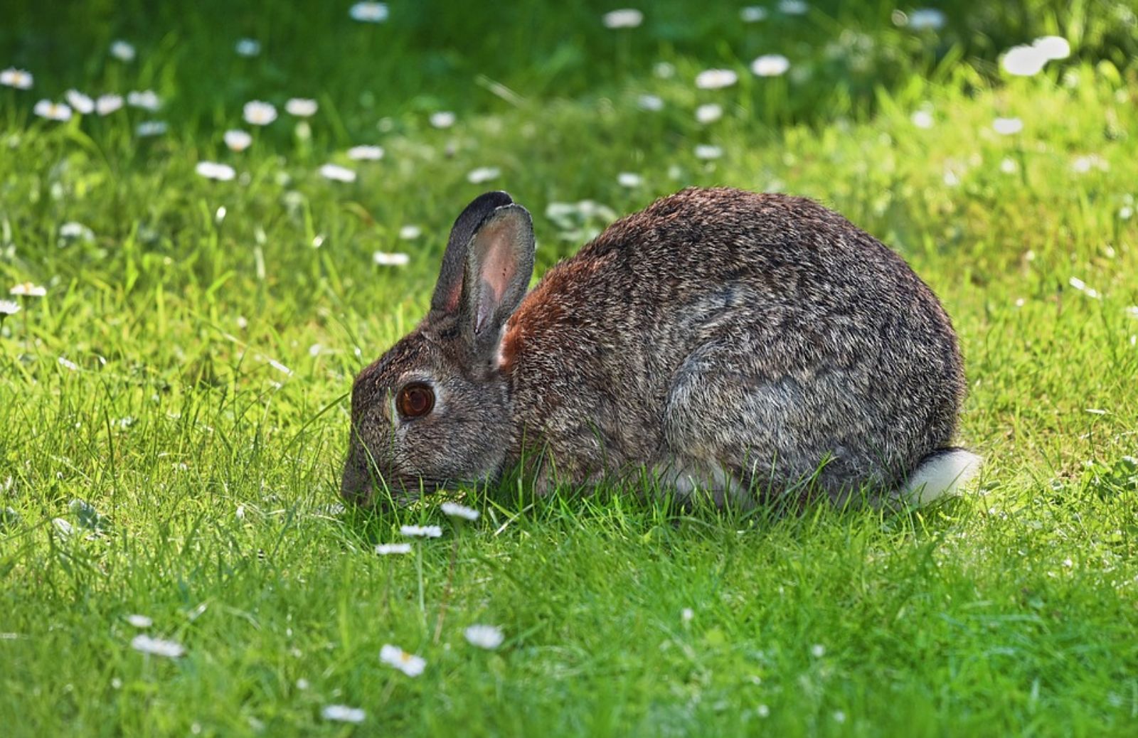 Perché i conigli perdono il pelo?