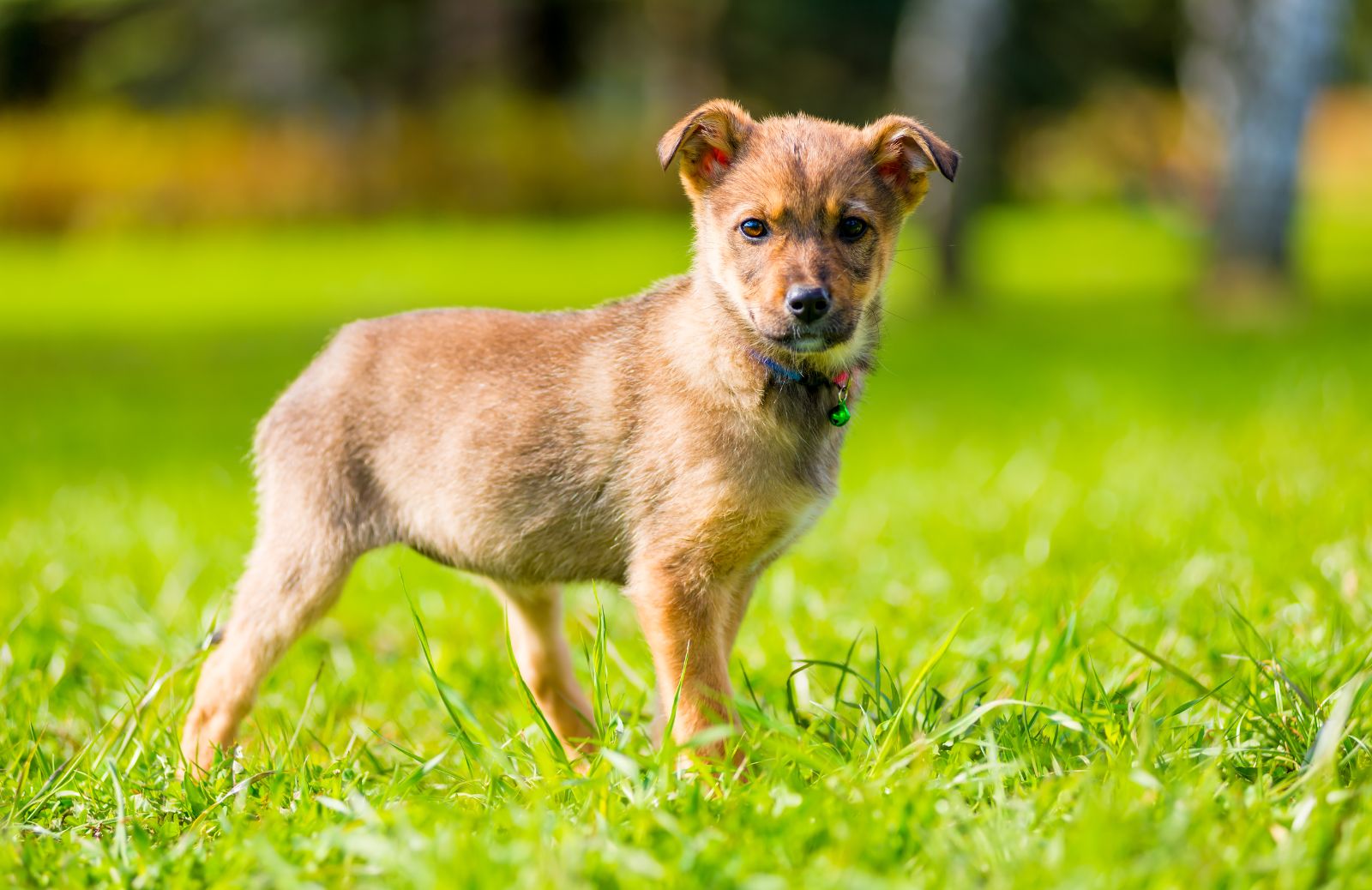 Perché i forasacchi sono pericolosi per i cani?