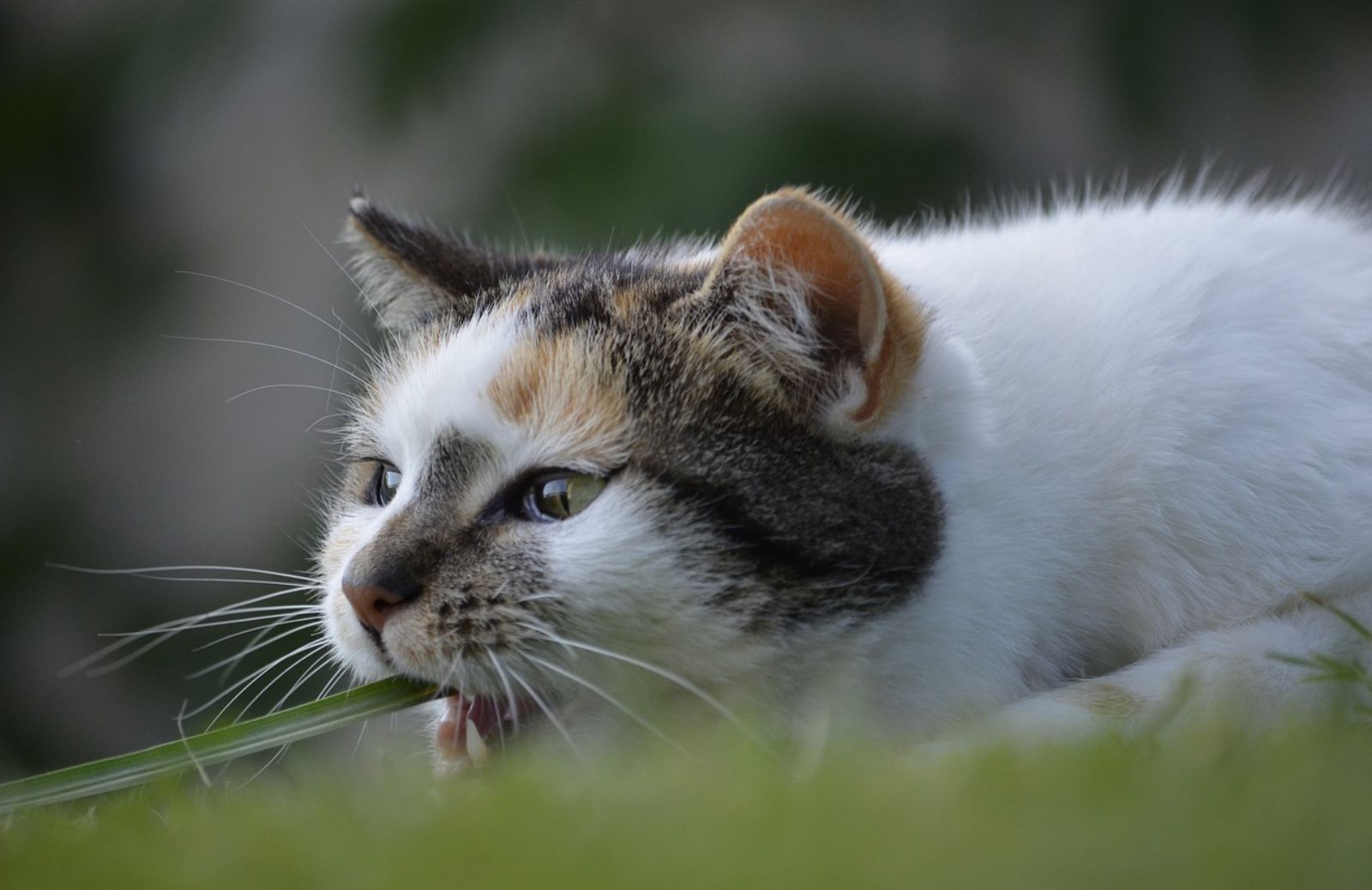 Perché i gatti amano l'erba gatta?