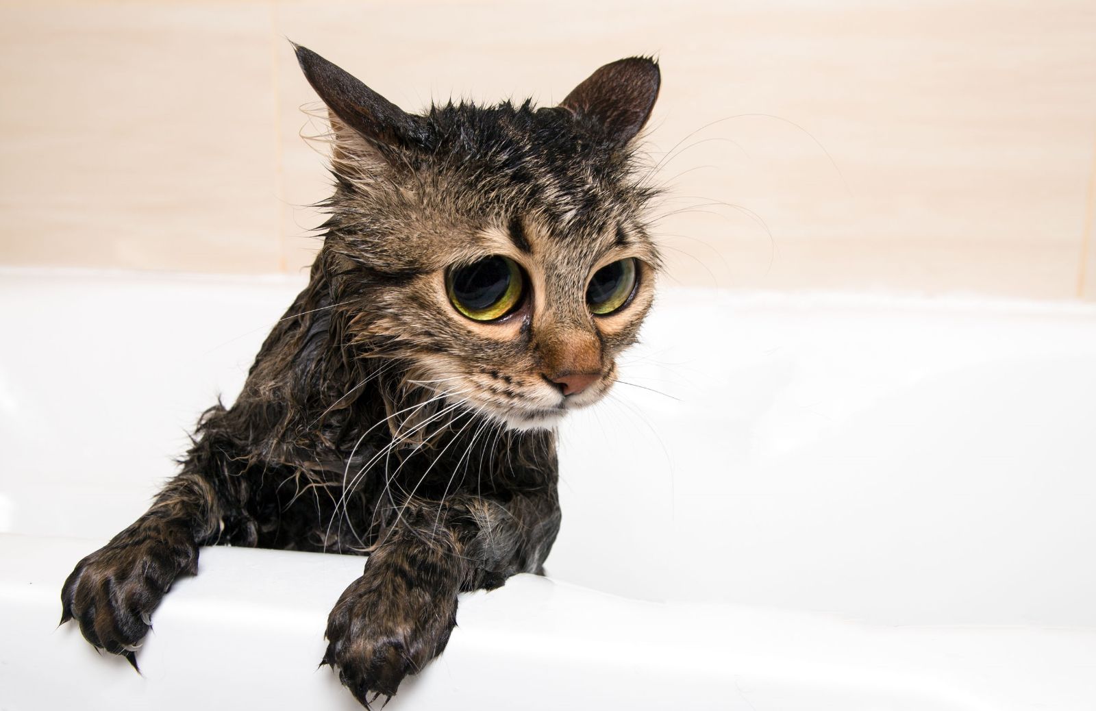 Perché i gatti hanno paura dell’acqua?