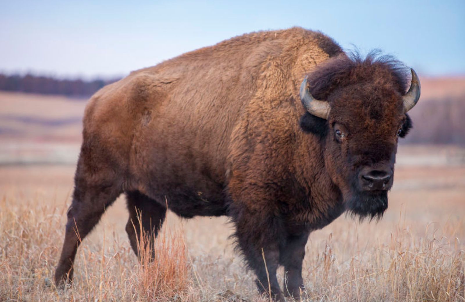 Perché il bisonte ha rischiato l’estinzione?