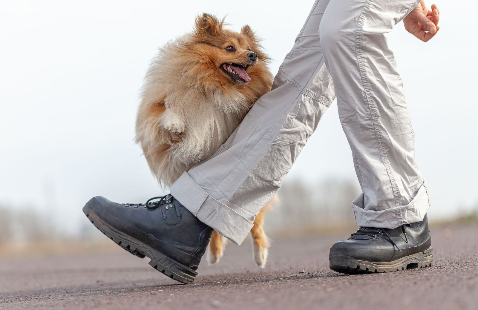 Perché il cane monta la gamba del proprietario?