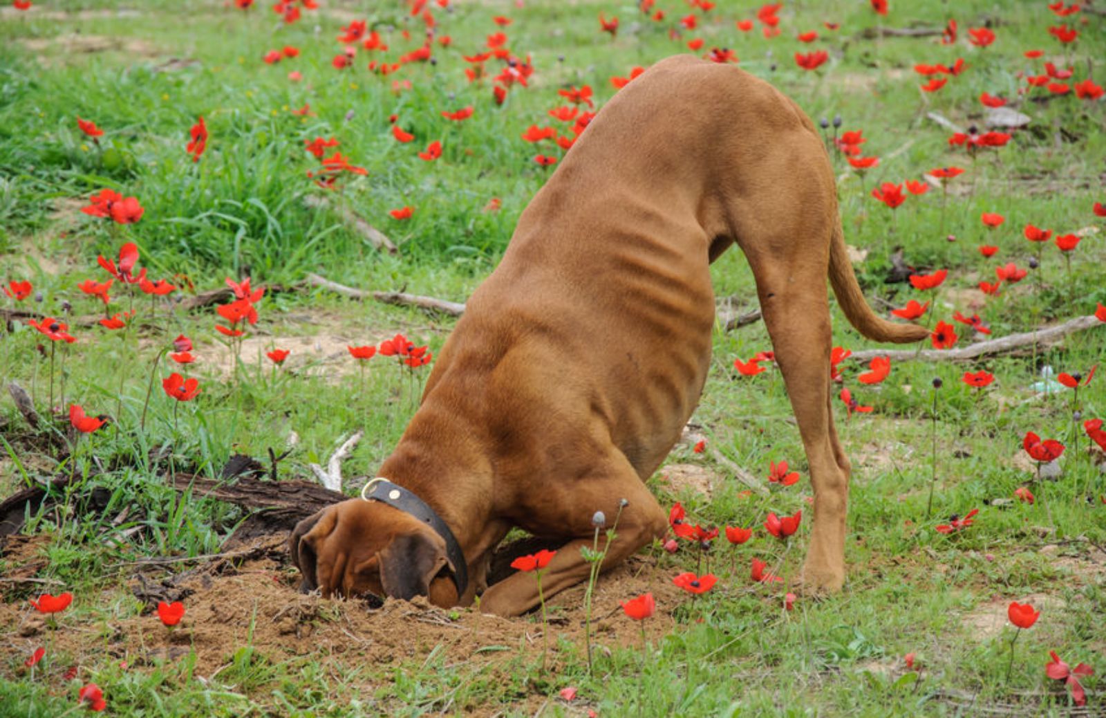 Perché il cane scava buche in giardino?