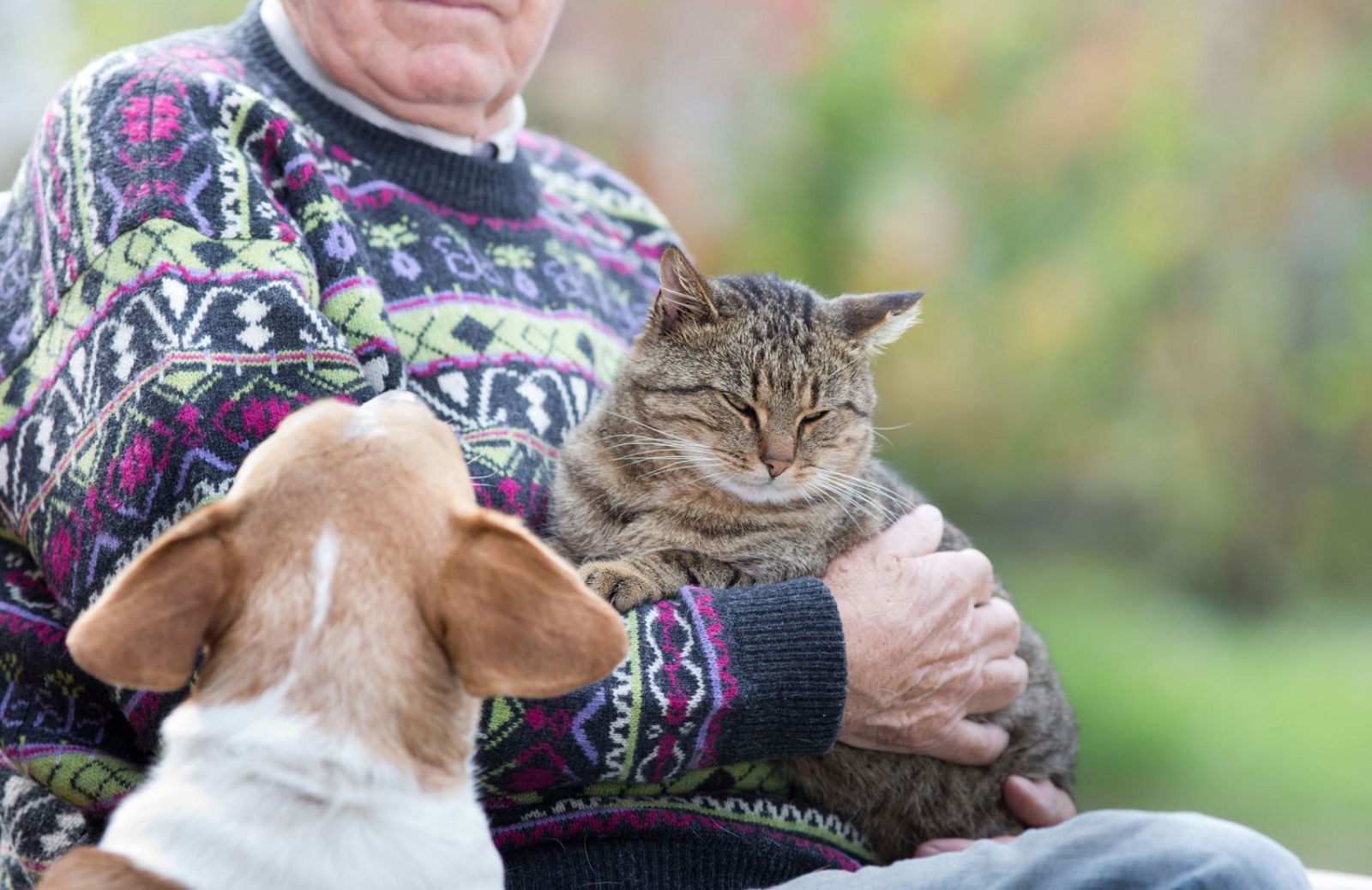 Perché il gatto è geloso?