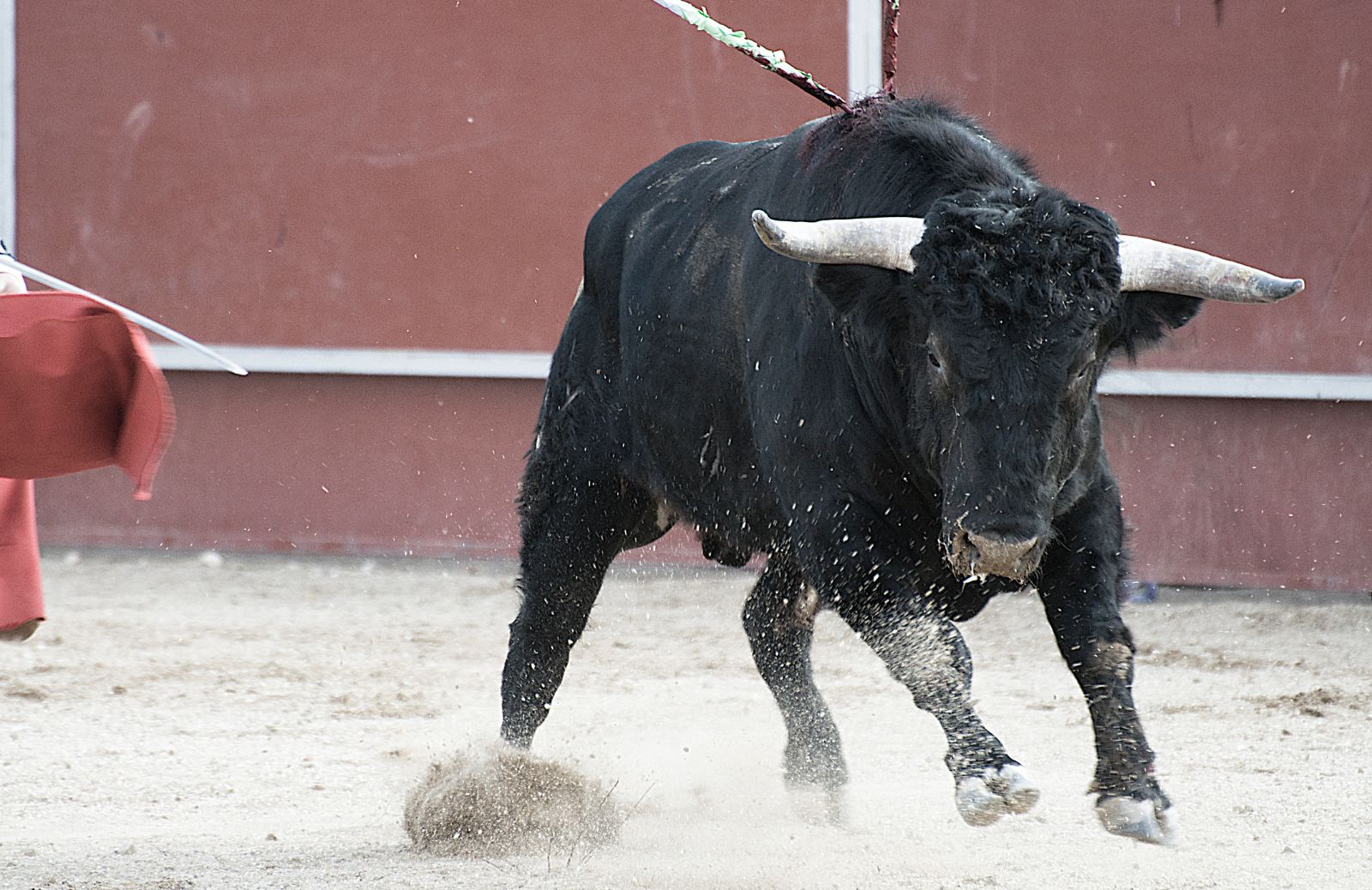 Perché il toro odia il colore rosso?