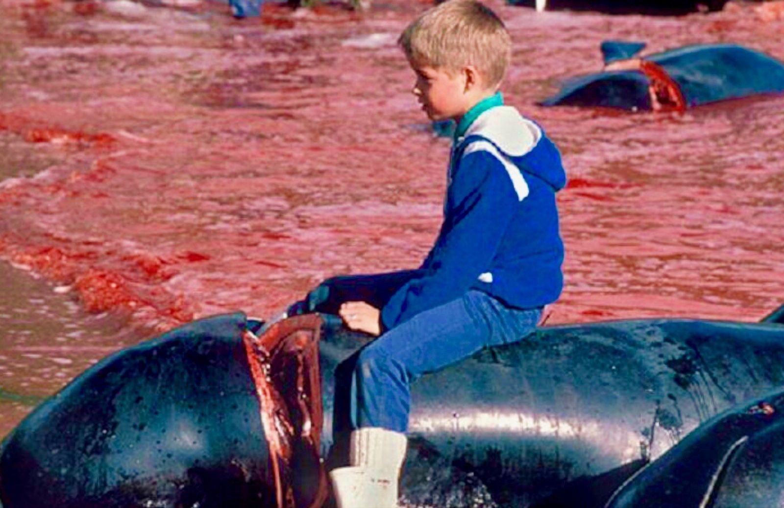 Perché nelle Isole Faroe si uccidono i cetacei?