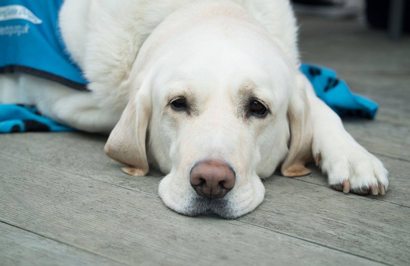 Piometra nel cane: che cos’è?