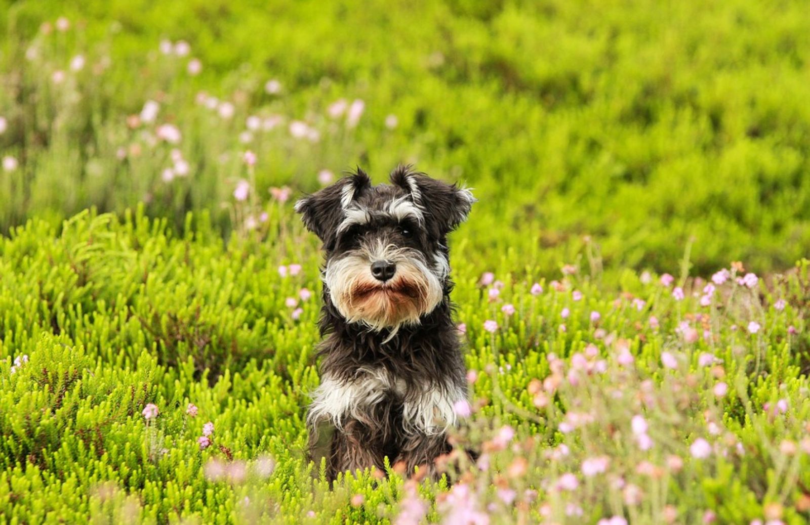 Qual è il prezzo di uno schnauzer?