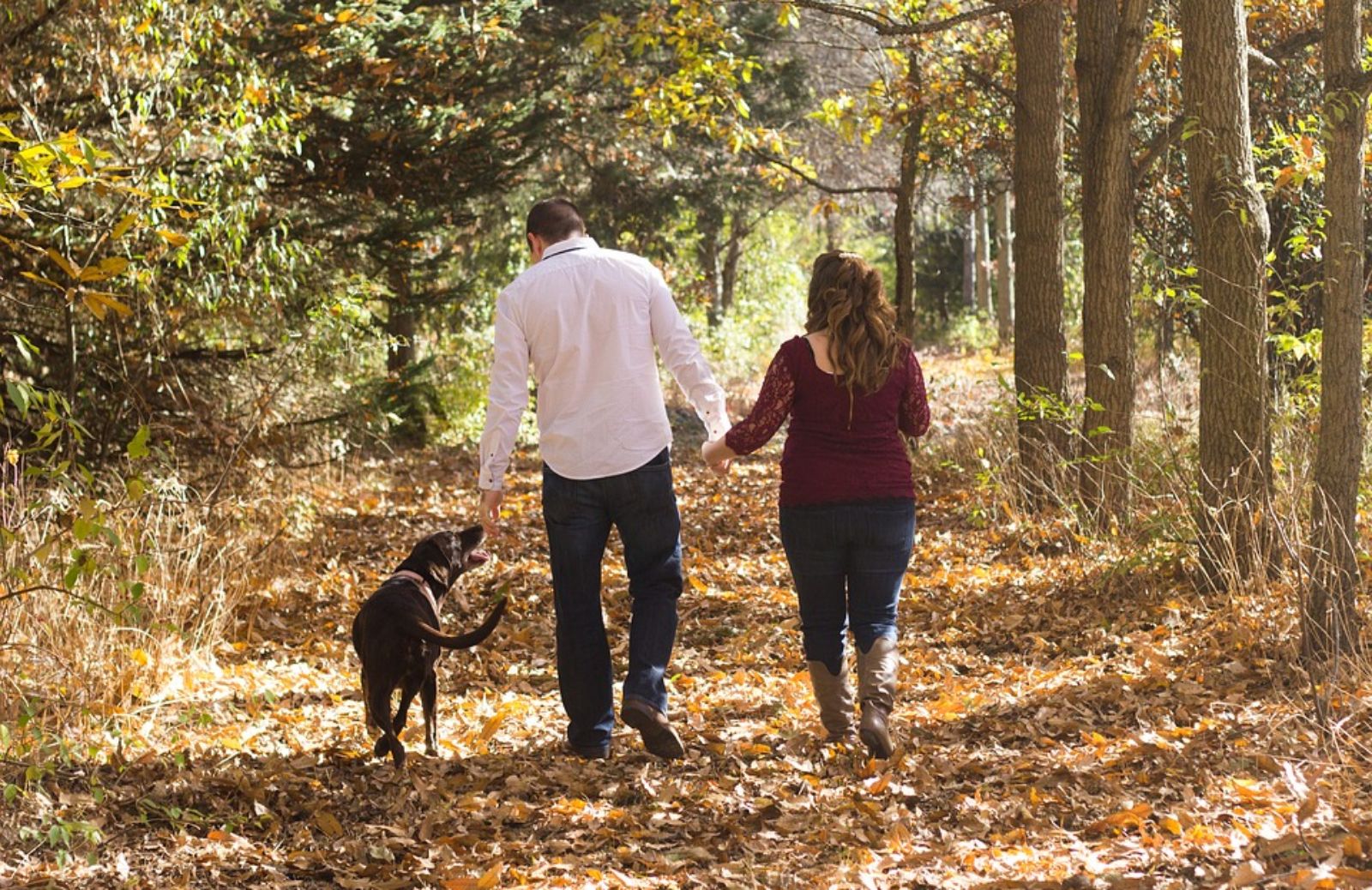 Quali sono i migliori orari per portar fuori il cane?