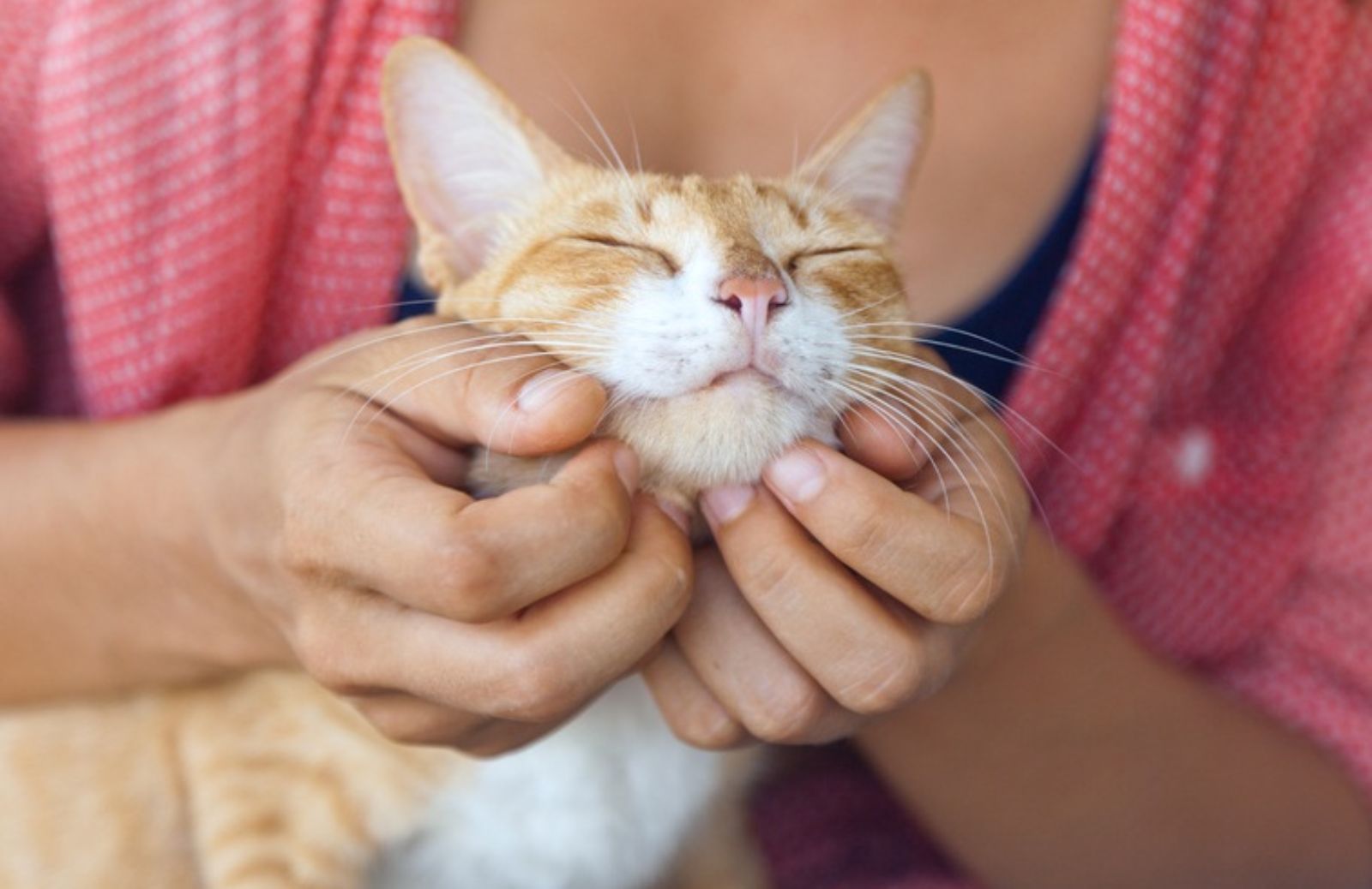 Quando un gatto fa le fusa significa che è contento?