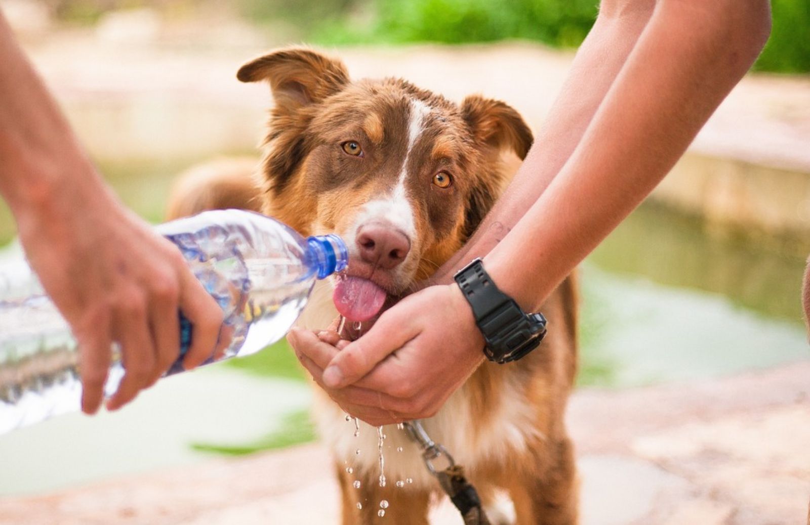 Quanta acqua deve bere al giorno un cane?
