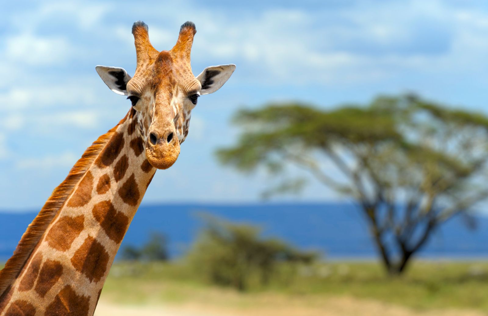Quanto è lungo il collo della giraffa?