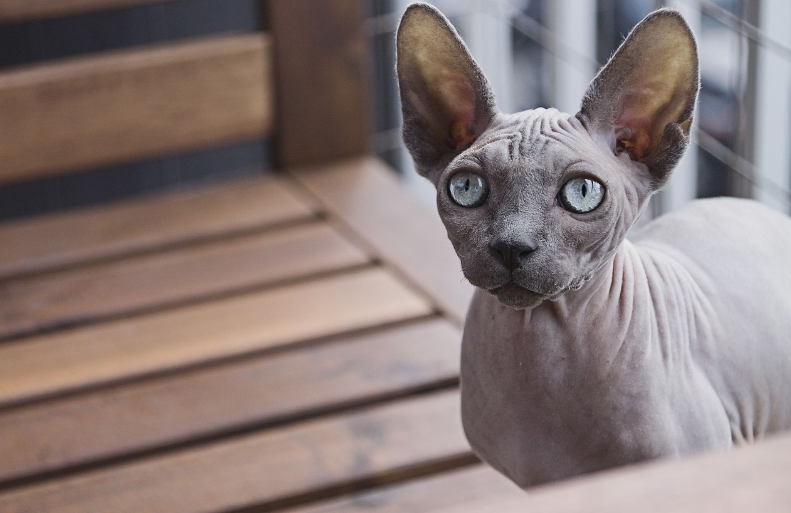 Quanto costa il gatto sphynx?