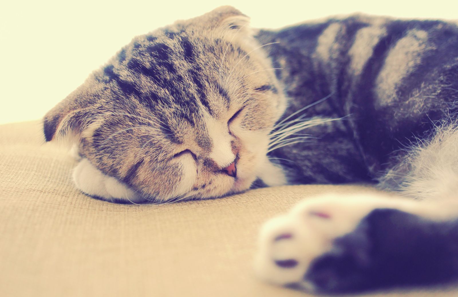 Quanto tempo dorme un gatto?