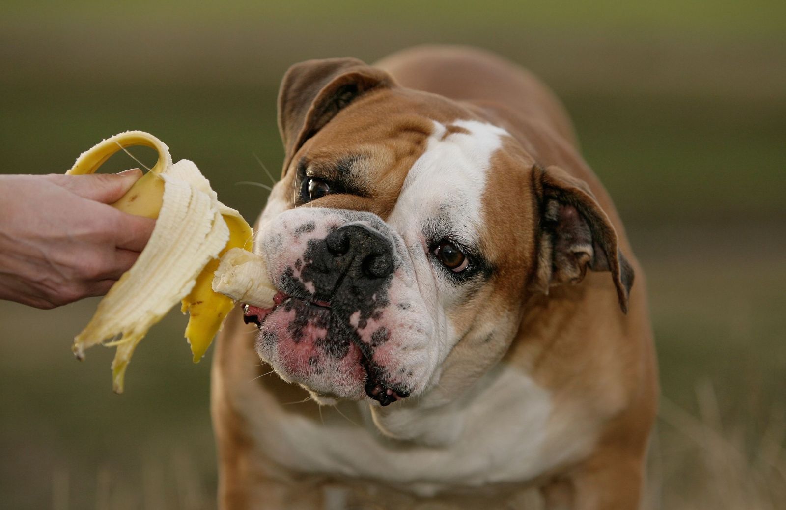 Si può dare la frutta ai cani?