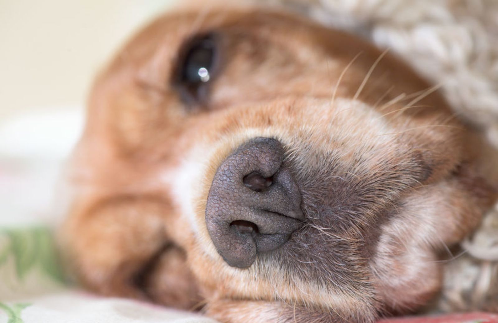Vibrisse: a cosa servono i baffi del cane?