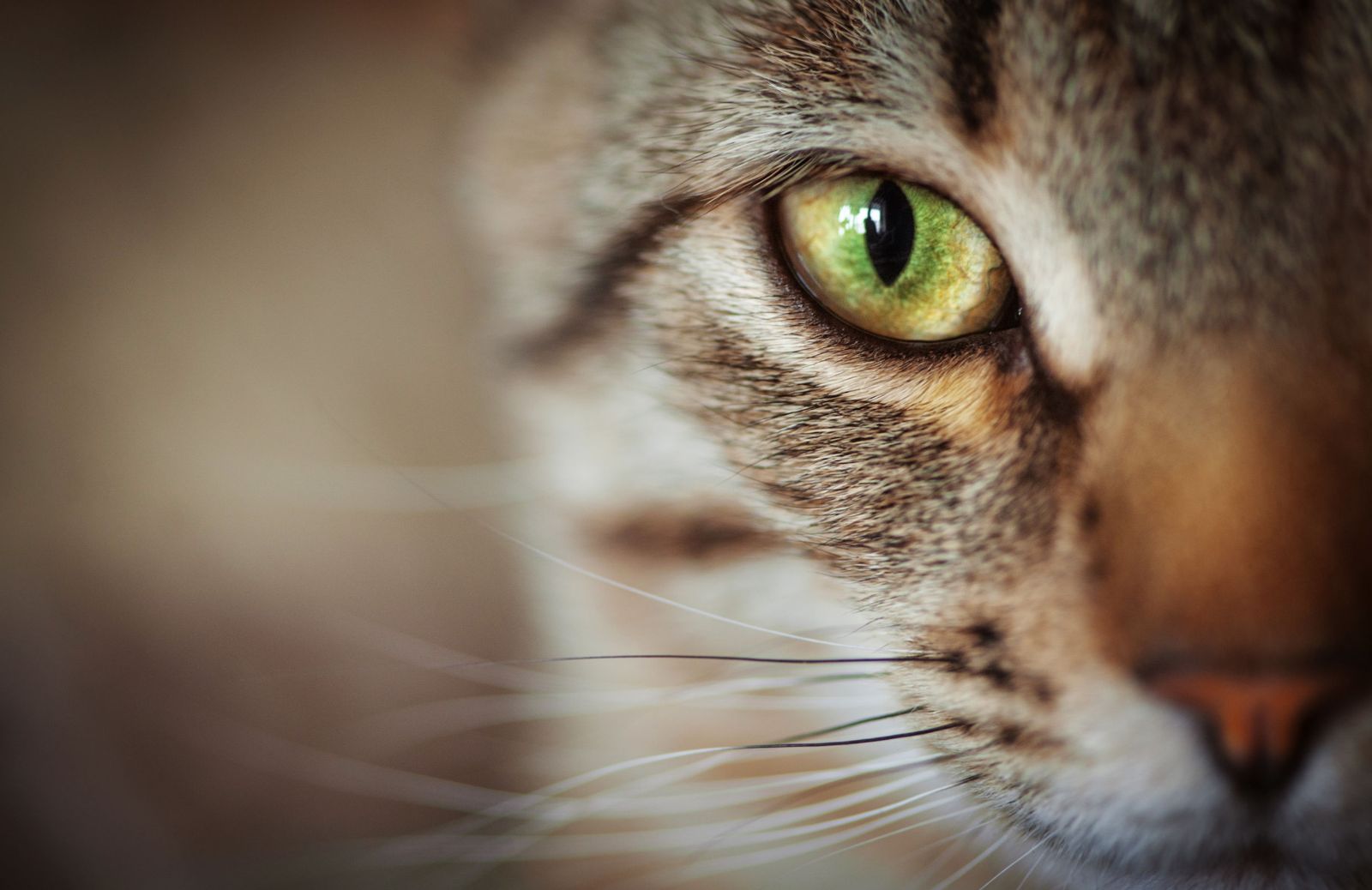 Vibrisse: a cosa servono i baffi del gatto?
