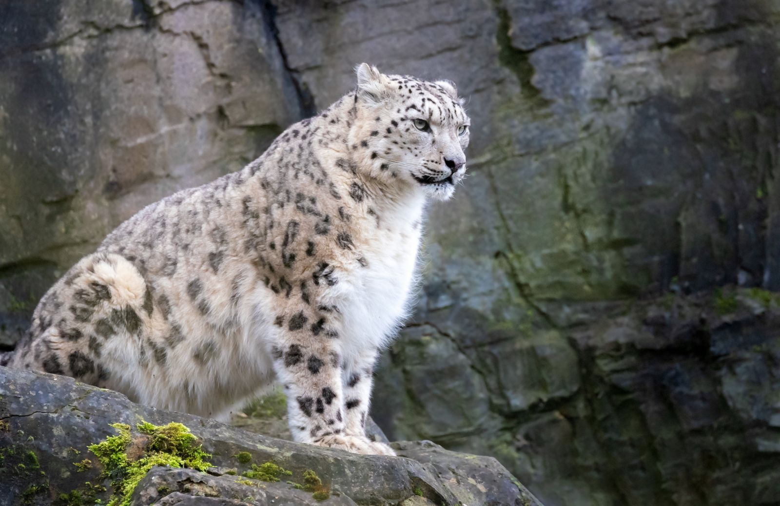 Leopardo delle nevi: perché è in pericolo di estinzione?