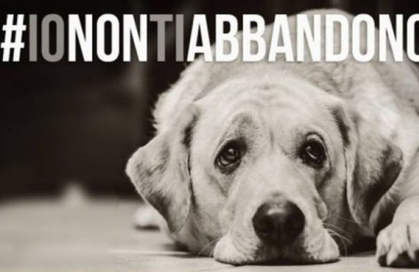 #IONONTIABBANDONO: al via la campagna contro gli abbandoni dei cani 