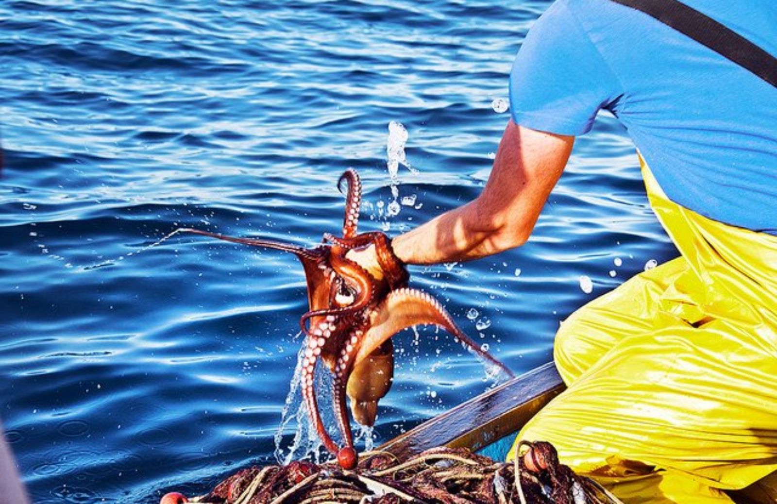 #SalvaIlPolpo, la campagna contro la pesca indiscriminata