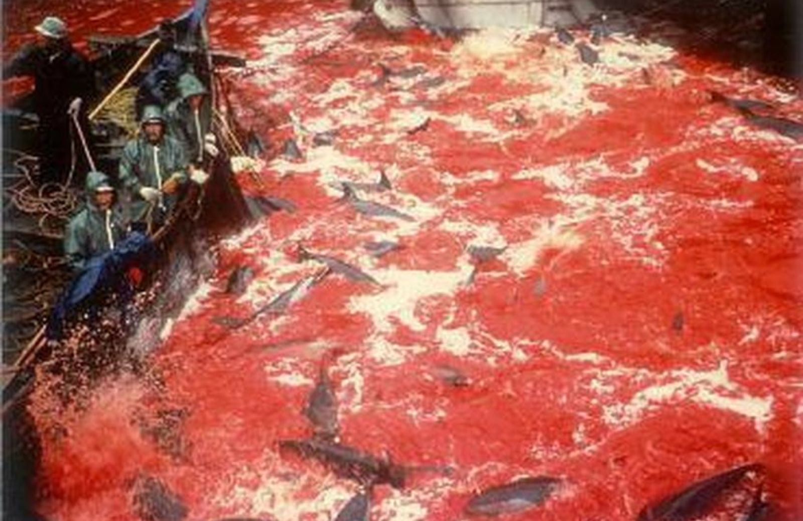 A Taiji è ricominciato il massacro di delfini