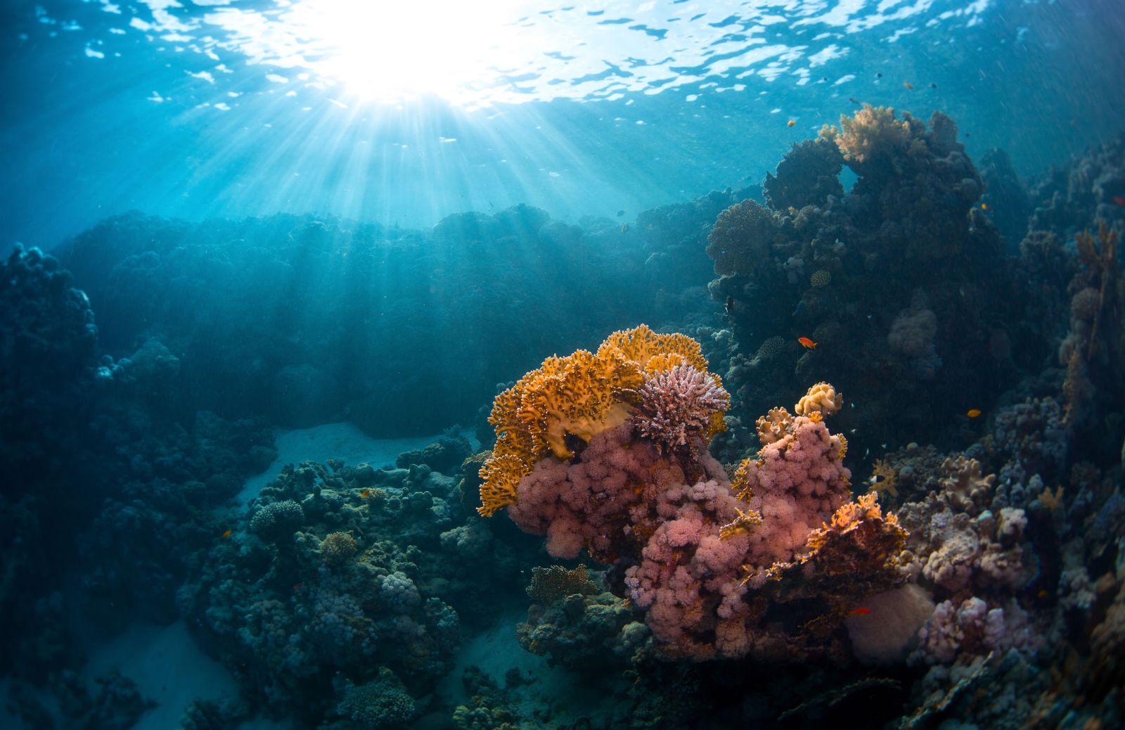 A fine secolo il 99% delle barriere coralline potrebbe scomparire