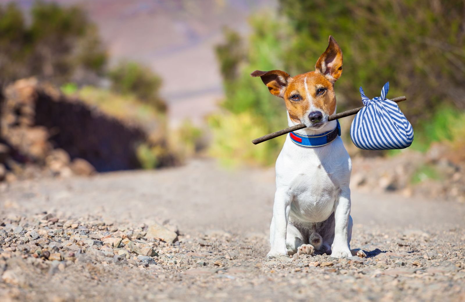 Abbandono dei cani e randagismo: la situazione in Italia