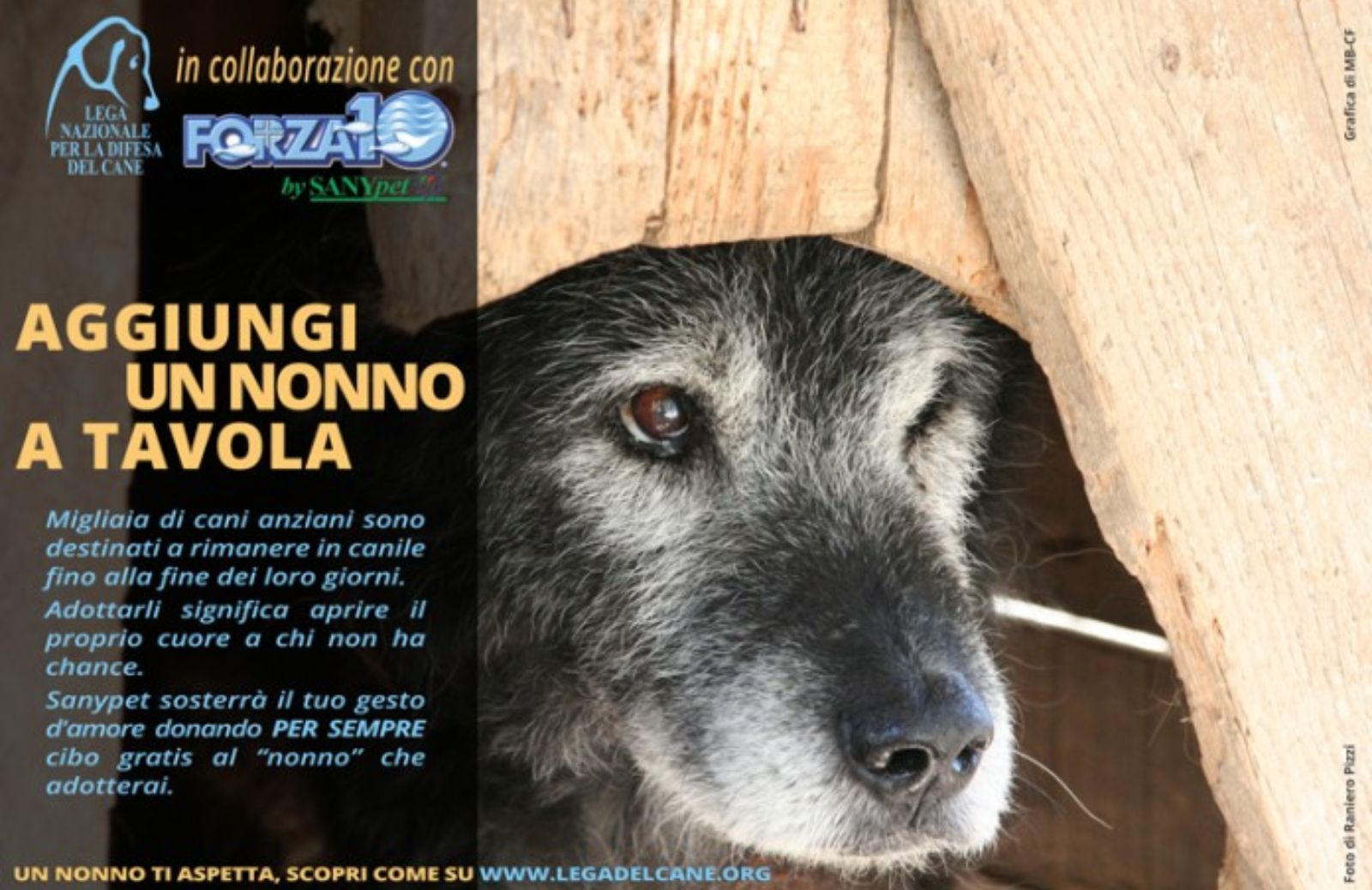 Adotta un cane anziano: l’iniziativa 