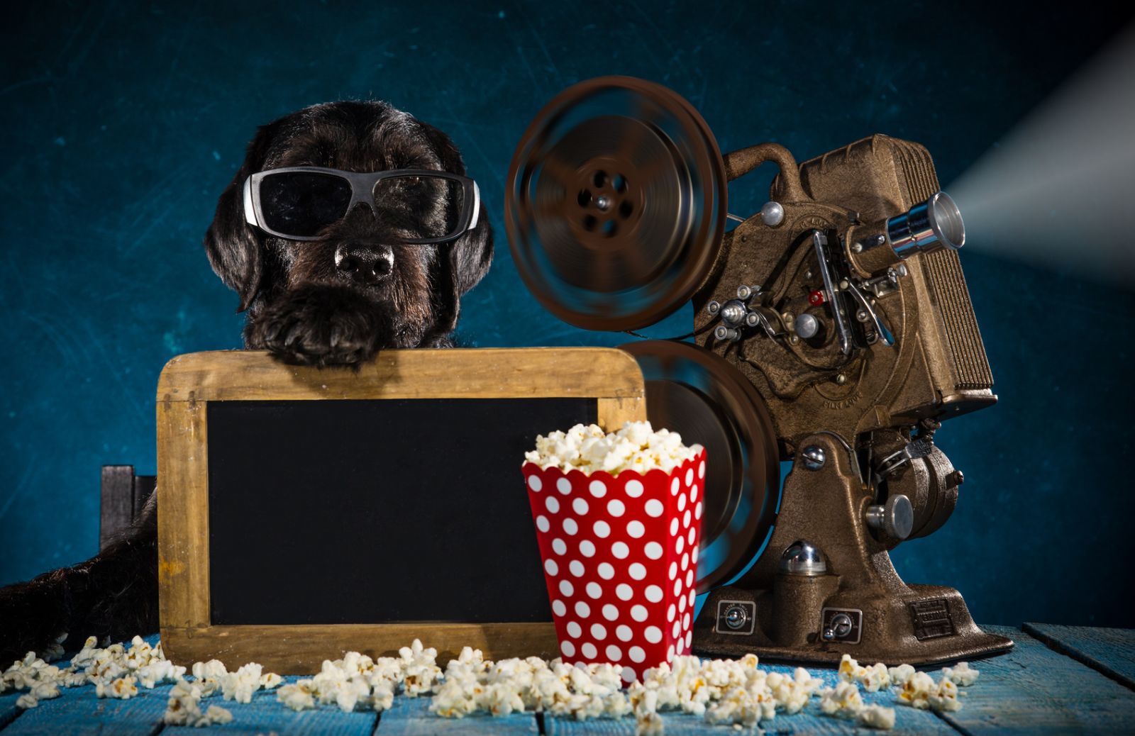 Al cinema con Fido, a Londra è possibile