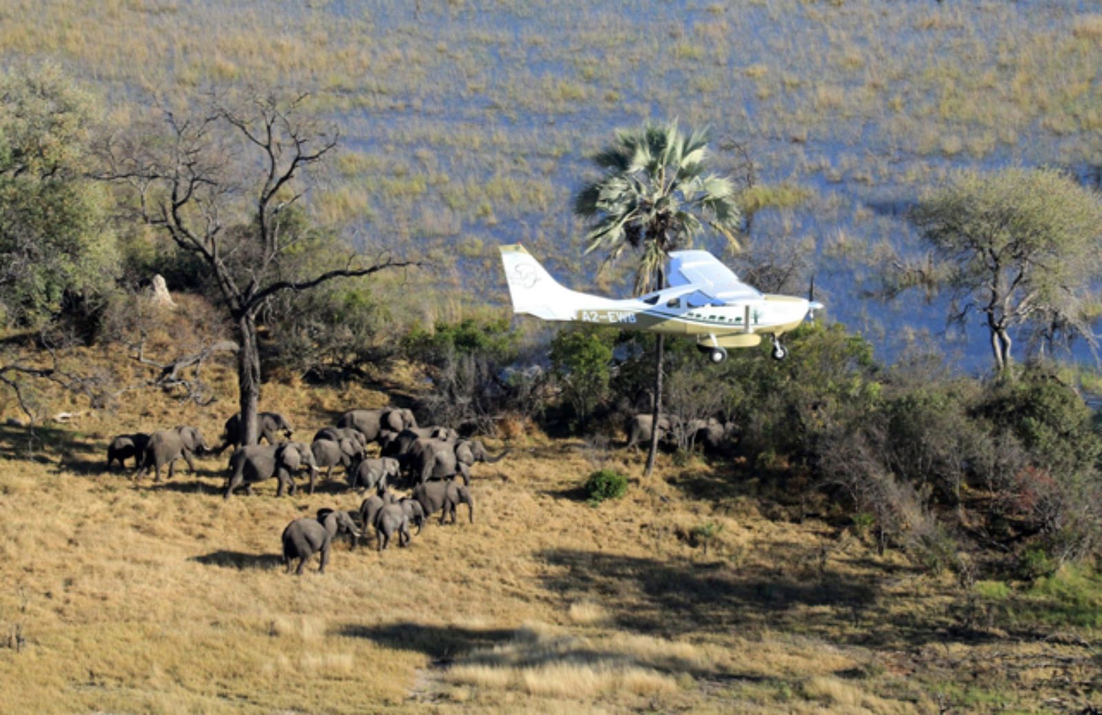 Allarme elefanti: in Africa stanno scomparendo