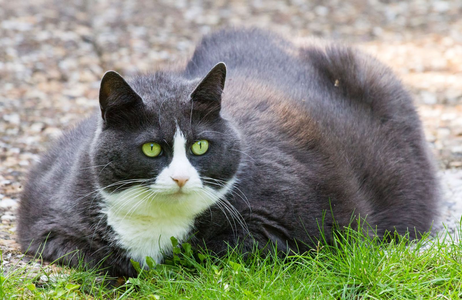 Allarme gatti obesi: apre la clinica che li aiuta