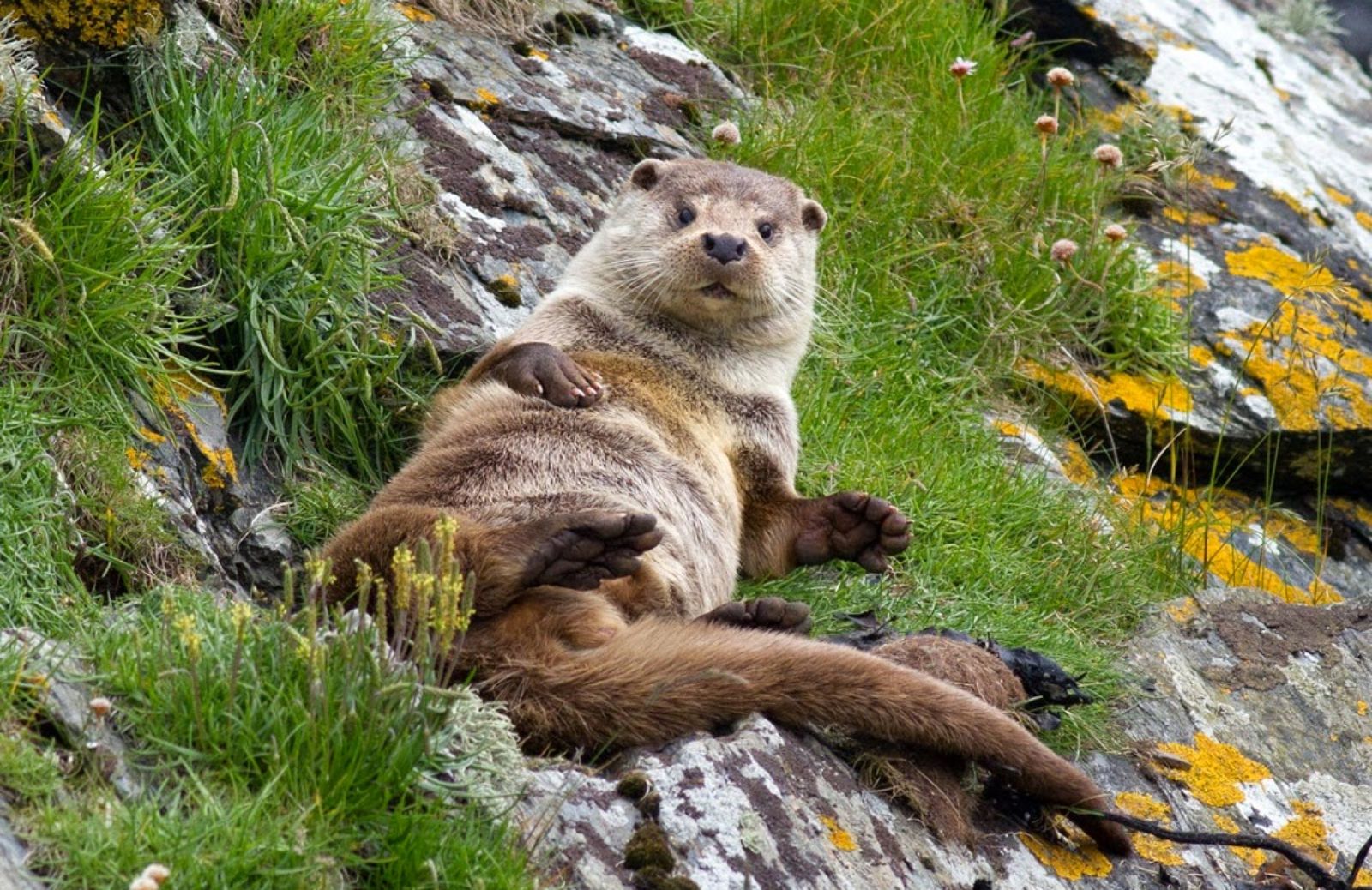 Allarme lontra: in Italia è in via di estinzione 