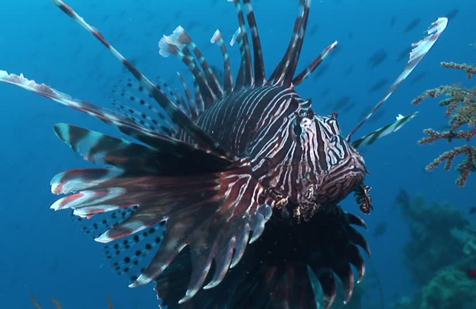 Allarme pesce scorpione nel Mediterraneo: la sua puntura è letale