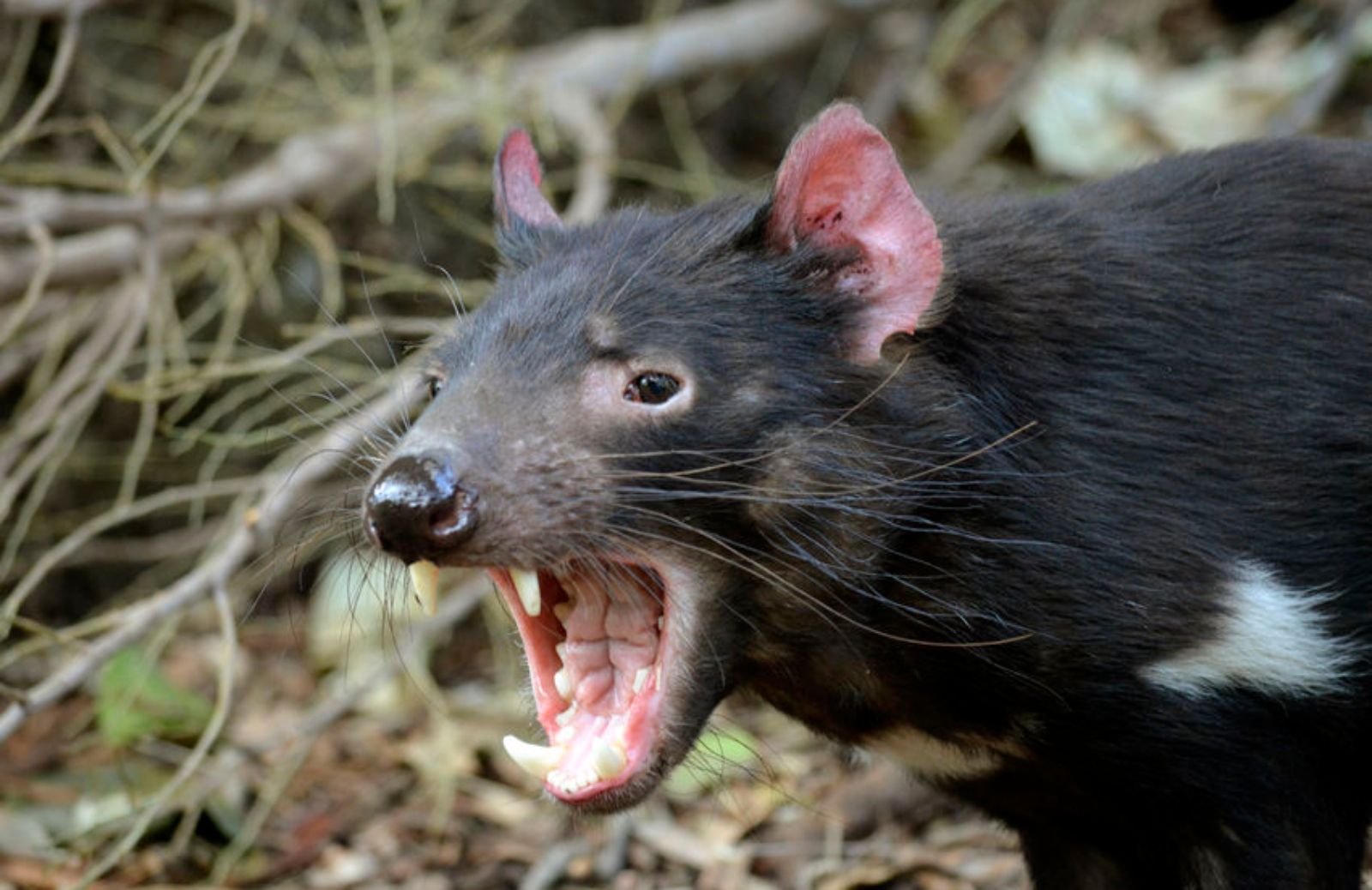 Animali australiani: il ritorno dei Diavoli della Tasmania